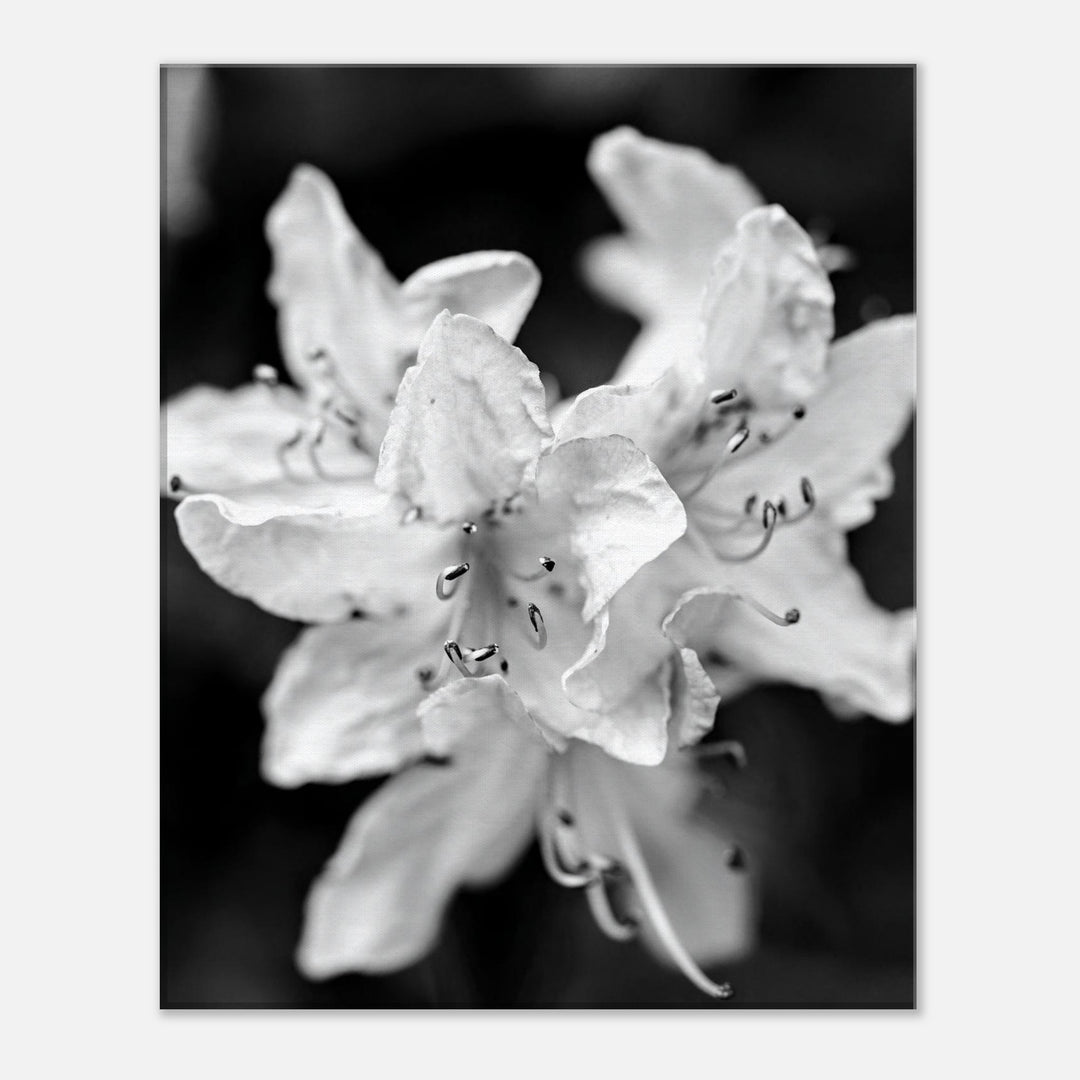 "Azalea Bloom in Noir" Elegant Black and White Floral Photography by Andrew Semple - Photography wall art print
