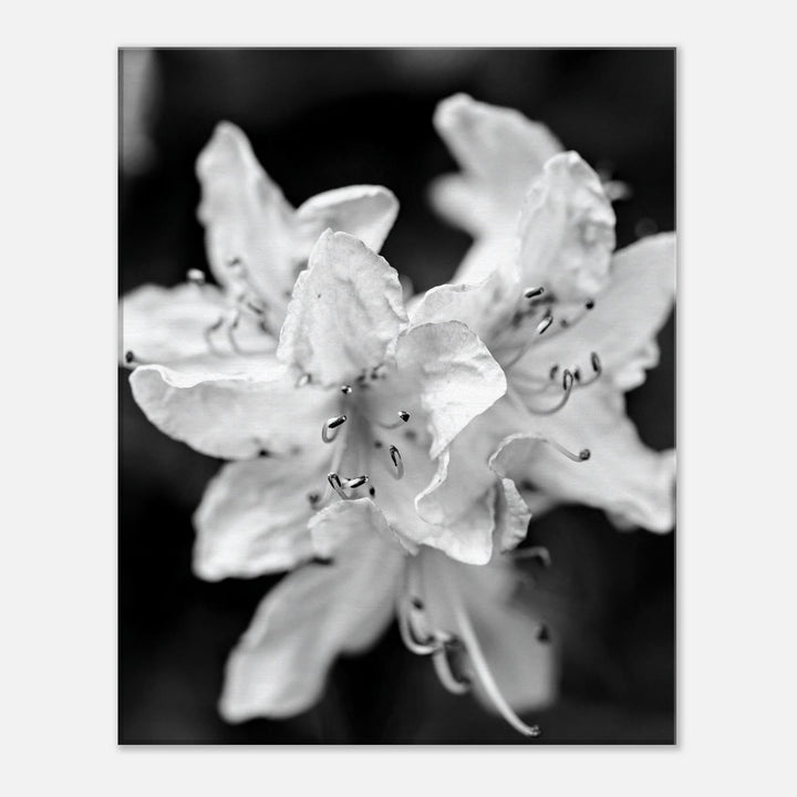 "Azalea Bloom in Noir" Elegant Black and White Floral Photography by Andrew Semple - Photography wall art print