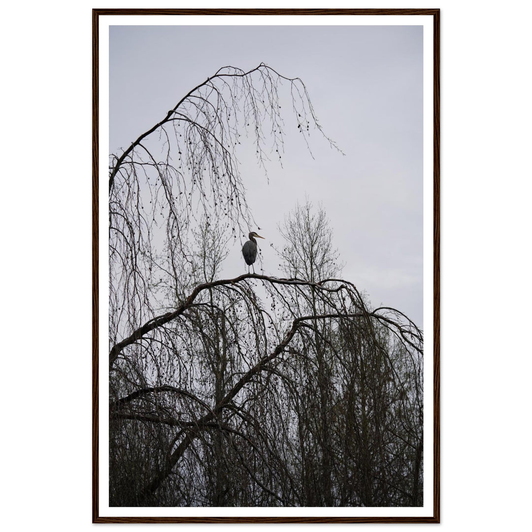 "The Sentinel" Majestic Heron Serene Nature Wall Art by Andrew Semple - Photography wildlife photography print for home decor