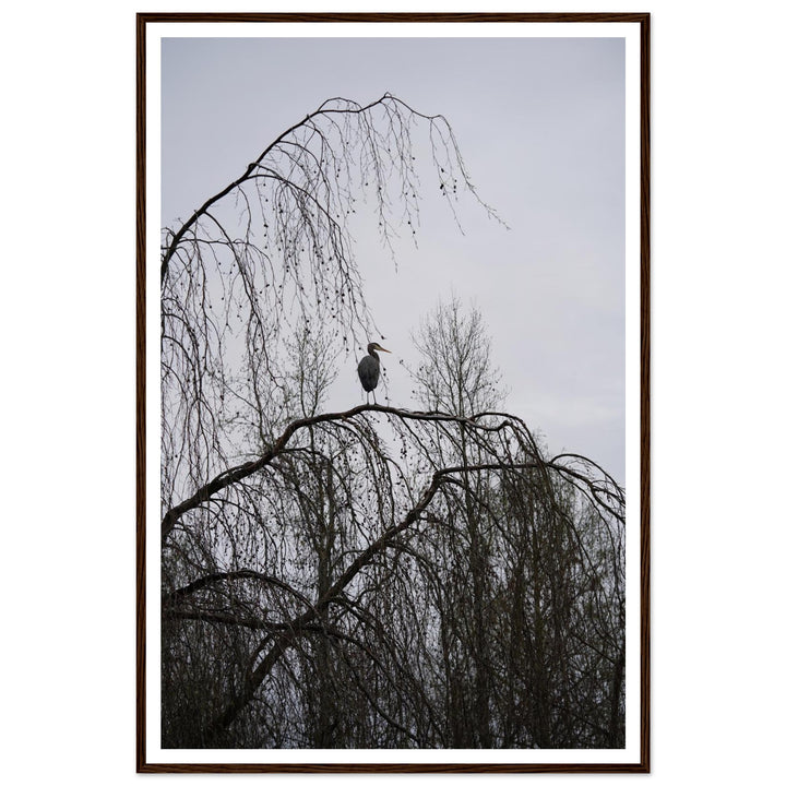 "The Sentinel" Majestic Heron Serene Nature Wall Art by Andrew Semple - Photography wildlife photography print for home decor