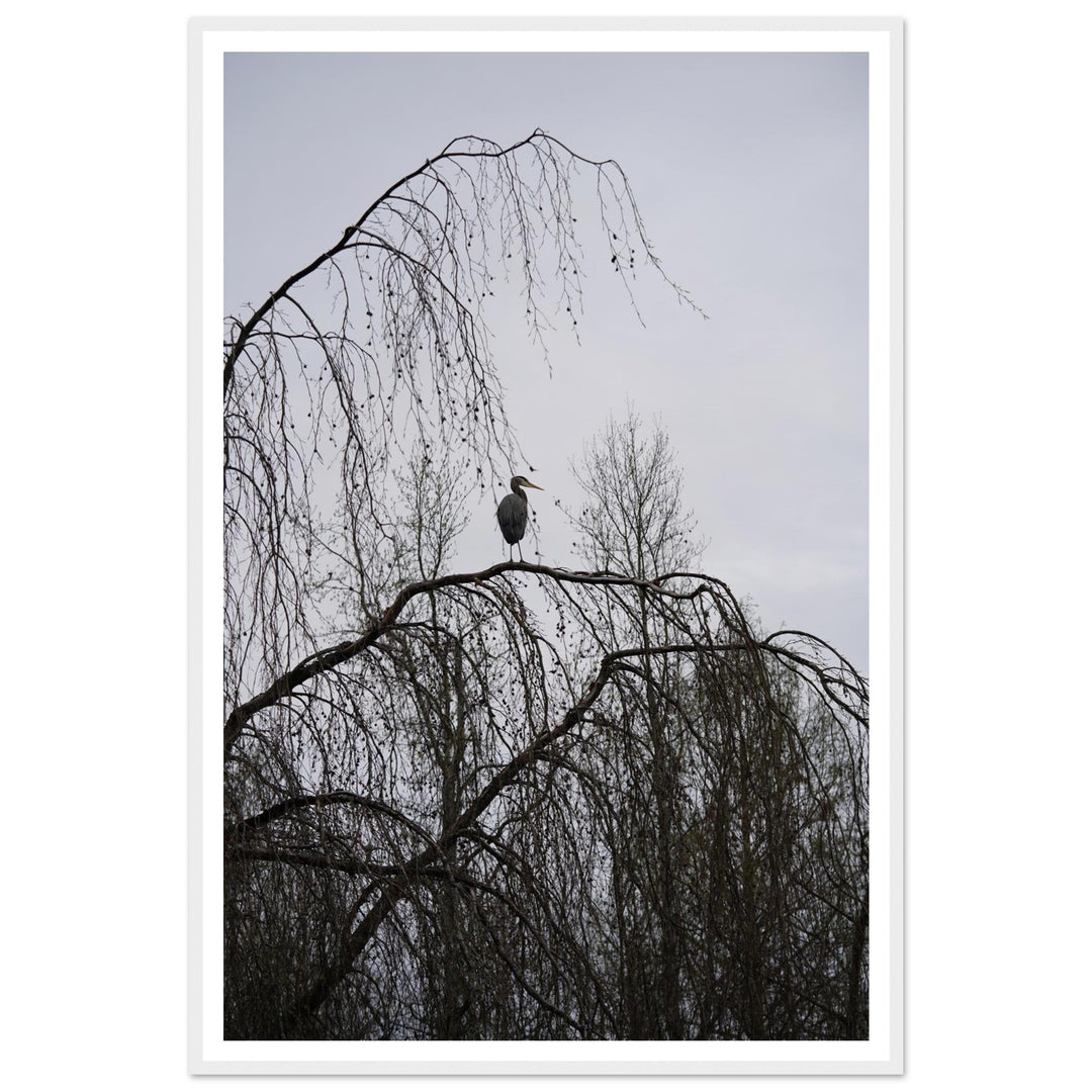"The Sentinel" Majestic Heron Serene Nature Wall Art by Andrew Semple - Photography wildlife photography print for home decor