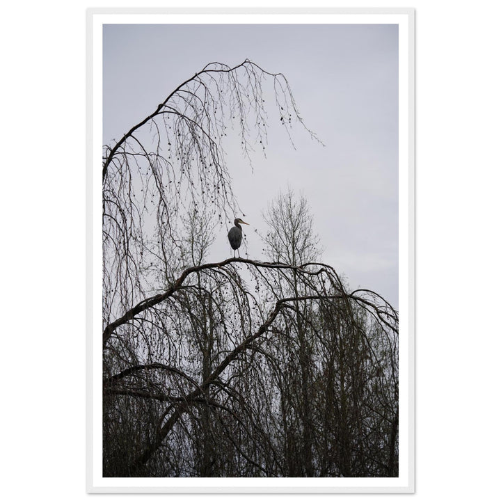 "The Sentinel" Majestic Heron Serene Nature Wall Art by Andrew Semple - Photography wildlife photography print for home decor