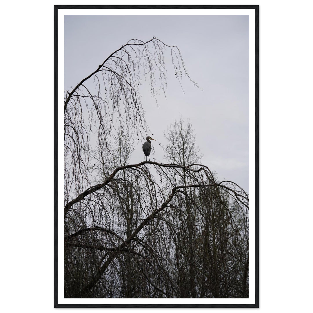 "The Sentinel" Majestic Heron Serene Nature Wall Art by Andrew Semple - Photography wildlife photography print for home decor