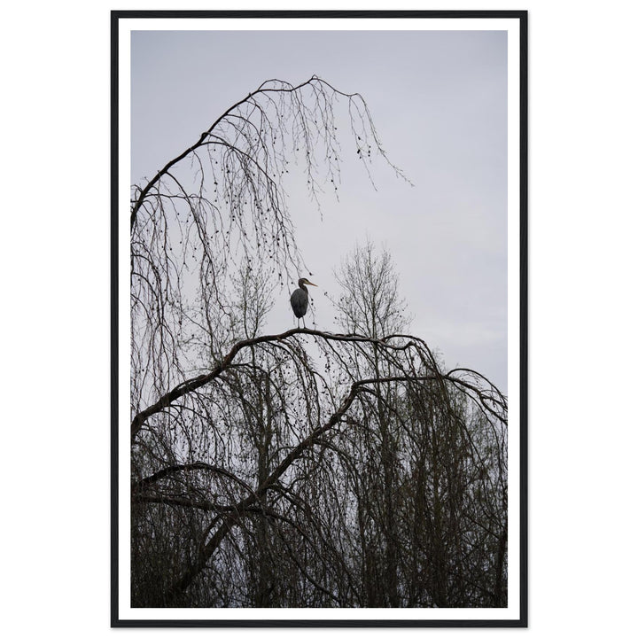 "The Sentinel" Majestic Heron Serene Nature Wall Art by Andrew Semple - Photography wildlife photography print for home decor