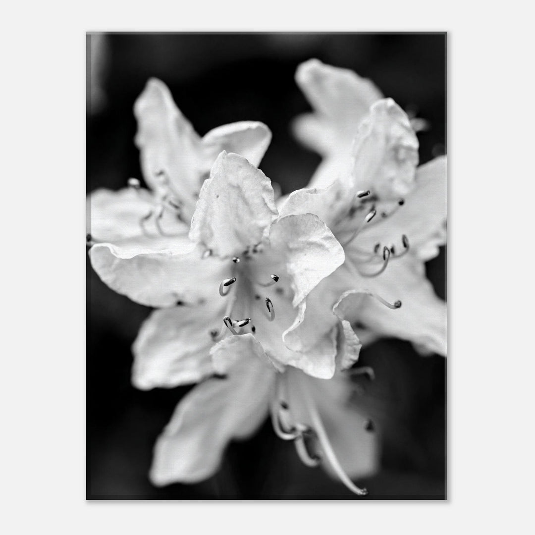 "Azalea Bloom in Noir" Elegant Black and White Floral Photography by Andrew Semple - Photography wall art print