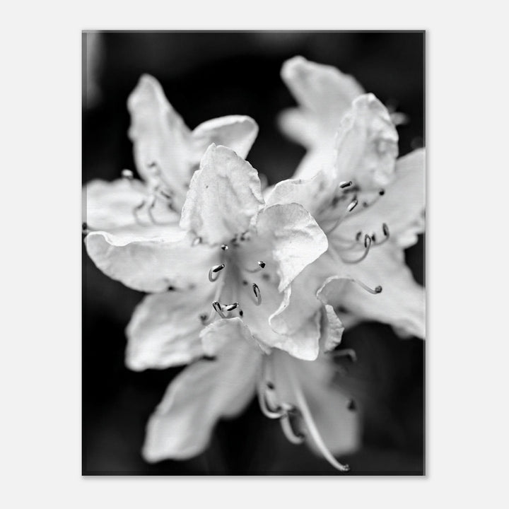 "Azalea Bloom in Noir" Elegant Black and White Floral Photography by Andrew Semple - Photography wall art print