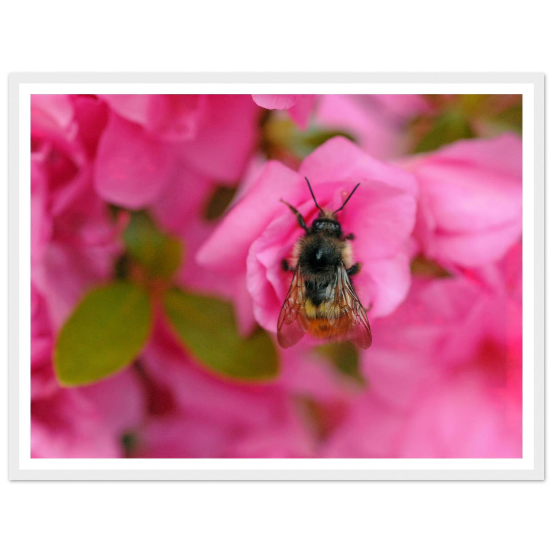 Natural Buzz Celebration: Bee on Flower by Andrew Semple - Photography botanical floral print for home decor