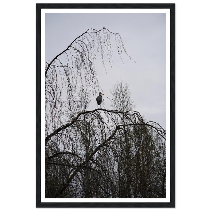 "The Sentinel" Majestic Heron Serene Nature Wall Art by Andrew Semple - Photography wildlife photography print for home decor
