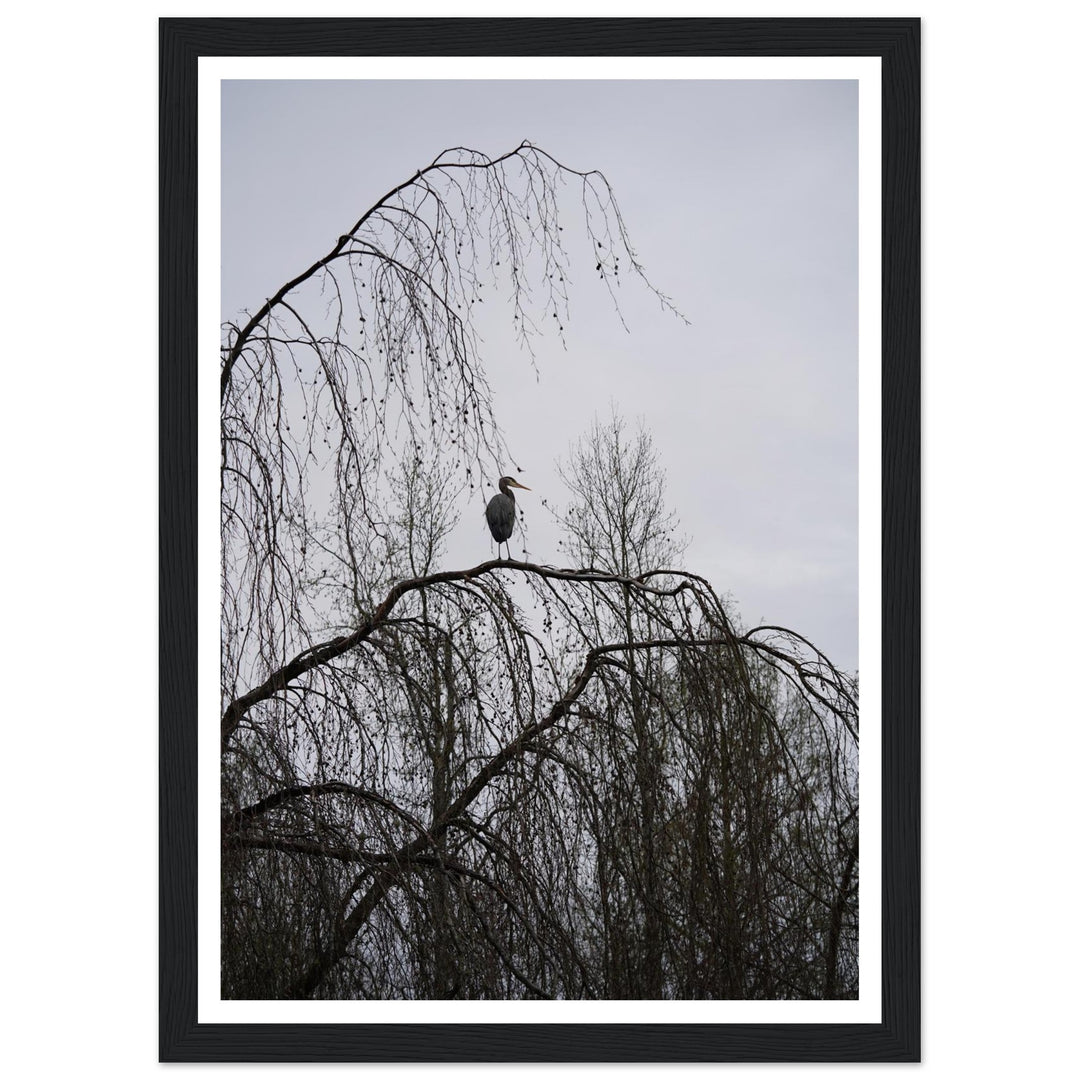 "The Sentinel" Majestic Heron Serene Nature Wall Art by Andrew Semple - Photography wildlife photography print for home decor