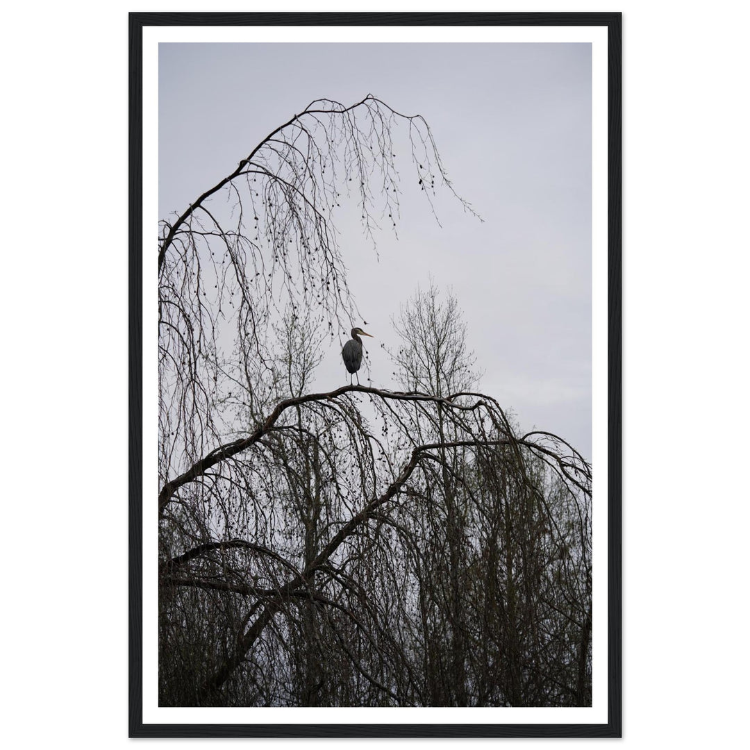 "The Sentinel" Majestic Heron Serene Nature Wall Art by Andrew Semple - Photography wildlife photography print for home decor