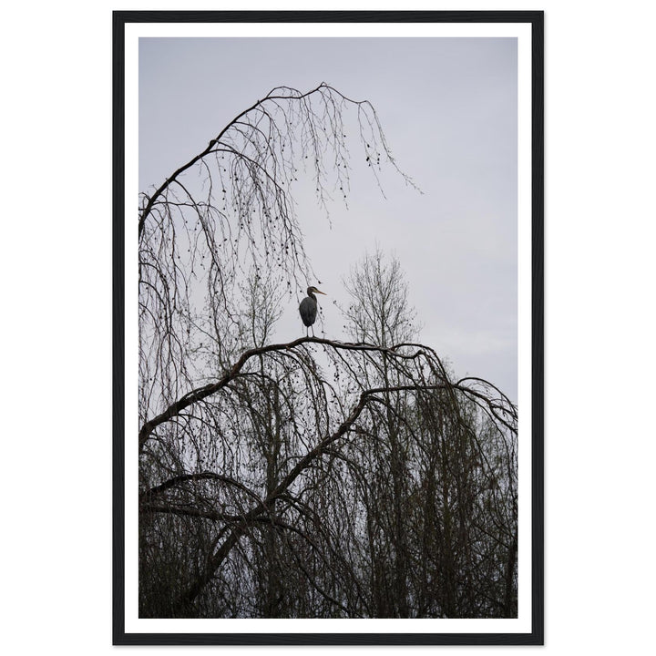 "The Sentinel" Majestic Heron Serene Nature Wall Art by Andrew Semple - Photography wildlife photography print for home decor
