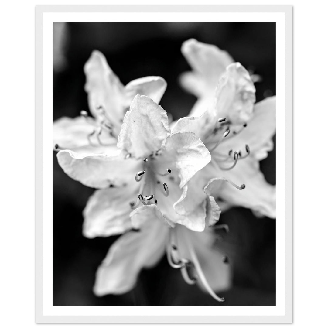 Elegant Black and White Floral Photography Print by Andrew Semple - Photography botanical/nature print for home decor