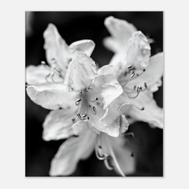 "Azalea Bloom in Noir" Elegant Black and White Floral Photography by Andrew Semple - Photography wall art print