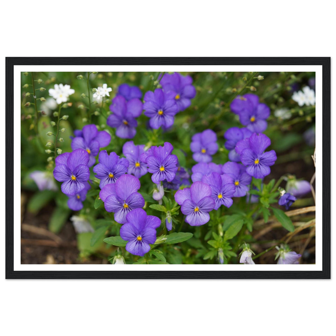 Violet Daydreams – Stunning Floral Photography Art Print by Andrew Semple - Photography botanical floral print for home decor