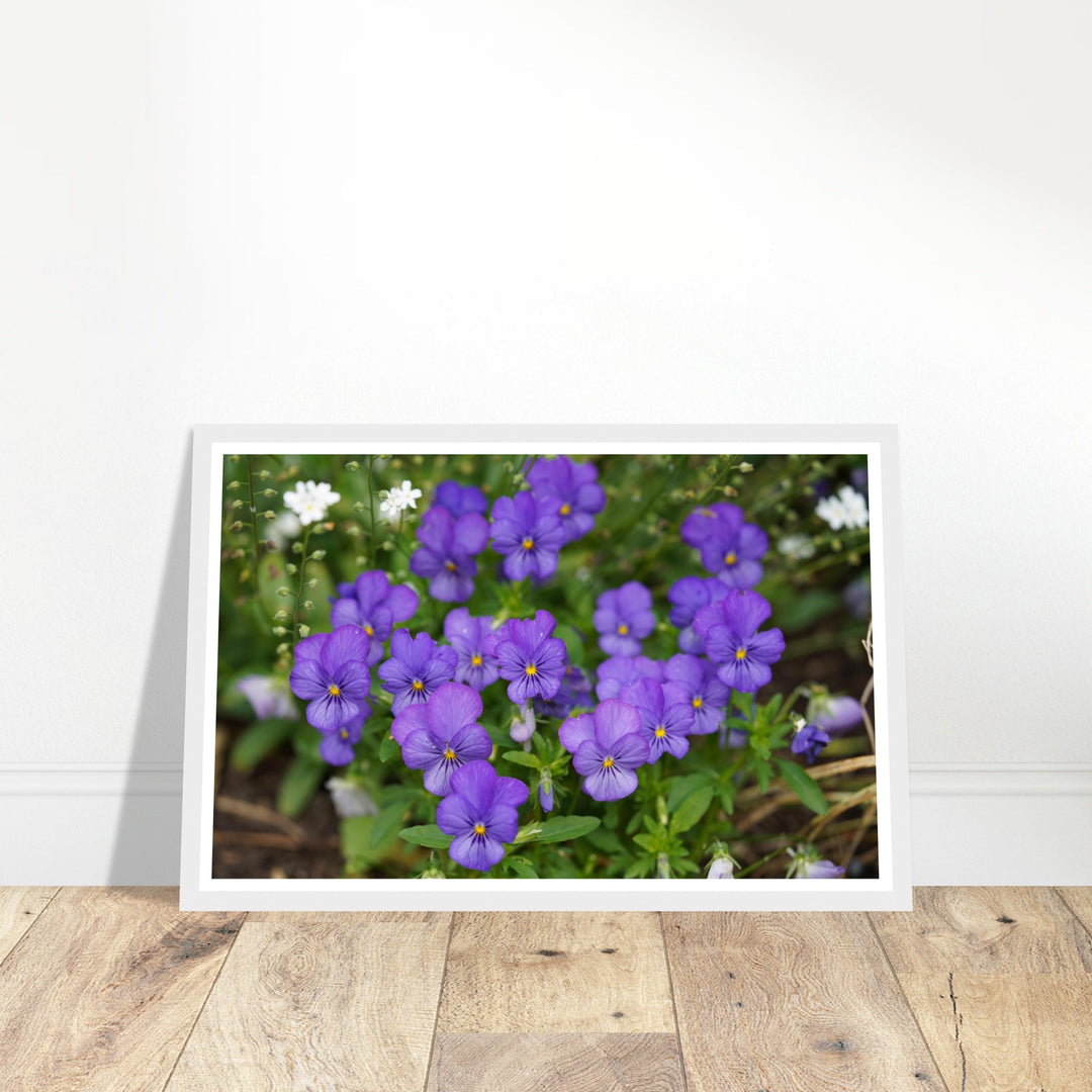 Violet Daydreams – Stunning Floral Photography Art Print by Andrew Semple - Photography botanical floral print for home decor