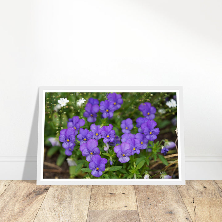Violet Daydreams – Stunning Floral Photography Art Print by Andrew Semple - Photography botanical floral print for home decor