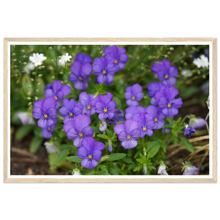 Violet Daydreams – Stunning Floral Photography Art Print by Andrew Semple - Photography botanical floral print for home decor