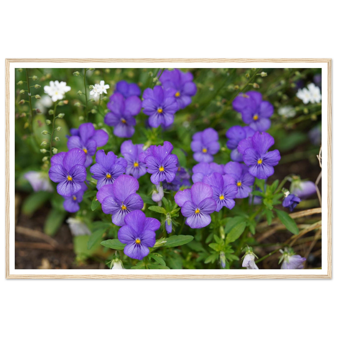 Violet Daydreams – Stunning Floral Photography Art Print by Andrew Semple - Photography botanical floral print for home decor