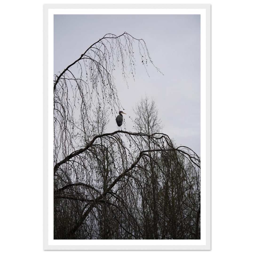 "The Sentinel" Majestic Heron Serene Nature Wall Art by Andrew Semple - Photography wildlife photography print for home decor