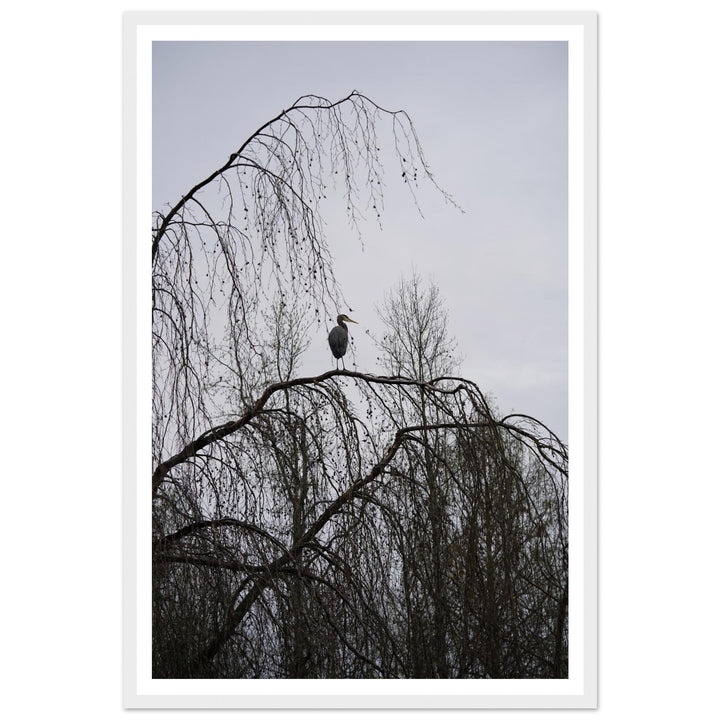 "The Sentinel" Majestic Heron Serene Nature Wall Art by Andrew Semple - Photography wildlife photography print for home decor