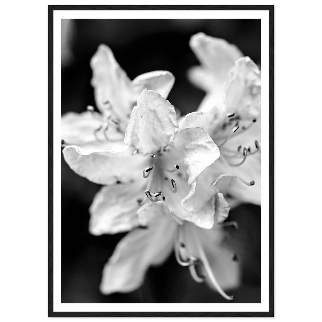 Elegant Black and White Floral Photography Print by Andrew Semple - Photography botanical/nature print for home decor