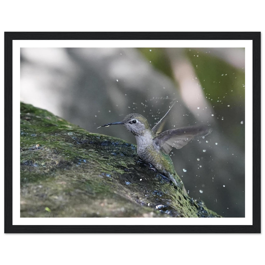Playful Hummingbird in Rainy Oasis by Andrew Semple - Photography wildlife photography print for home decor