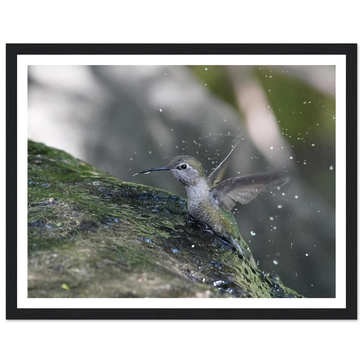 Playful Hummingbird in Rainy Oasis by Andrew Semple - Photography wildlife photography print for home decor