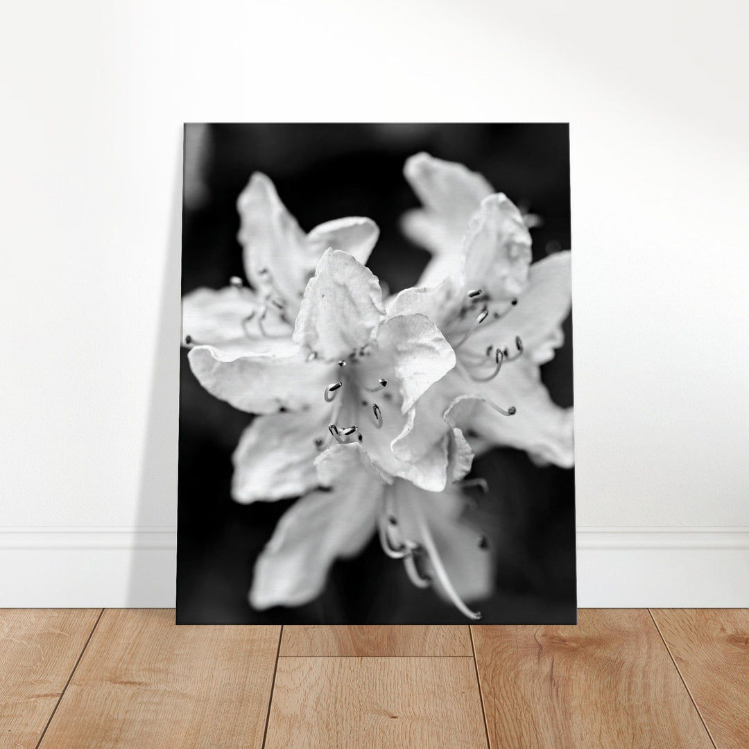 "Azalea Bloom in Noir" Elegant Black and White Floral Photography by Andrew Semple - Photography wall art print