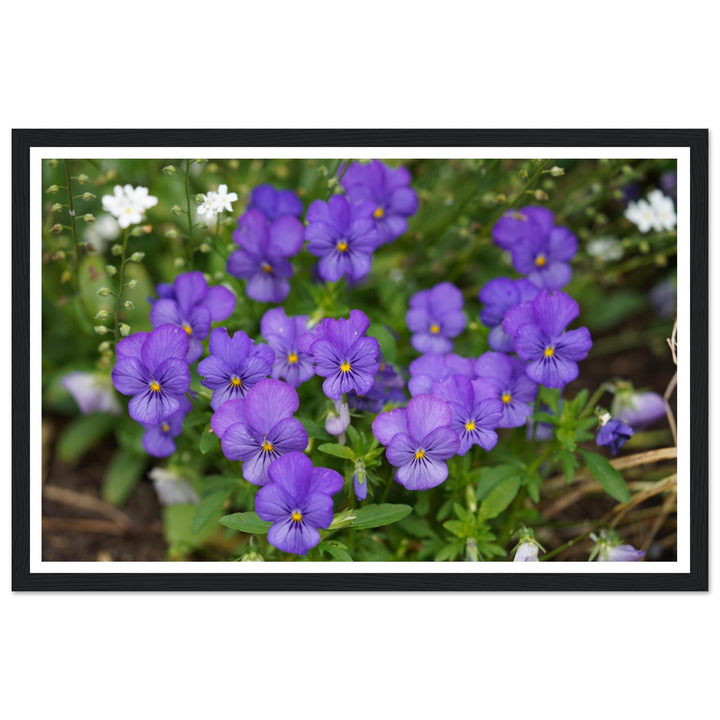 Violet Daydreams – Stunning Floral Photography Art Print by Andrew Semple - Photography botanical floral print for home decor