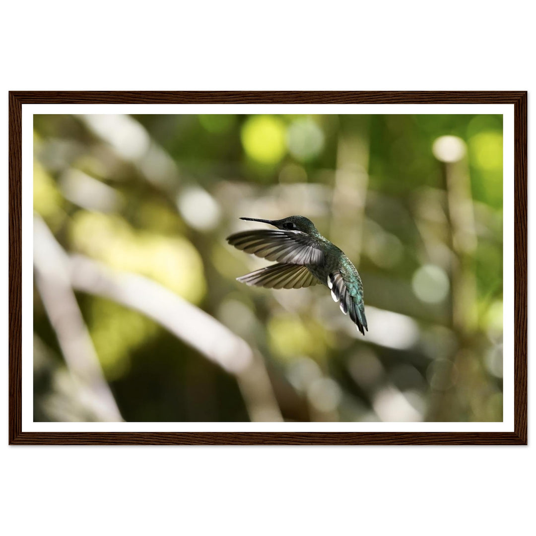 Stunning Hummingbird in Flight Nature Art by Andrew Semple - Photography wildlife photography print for home decor