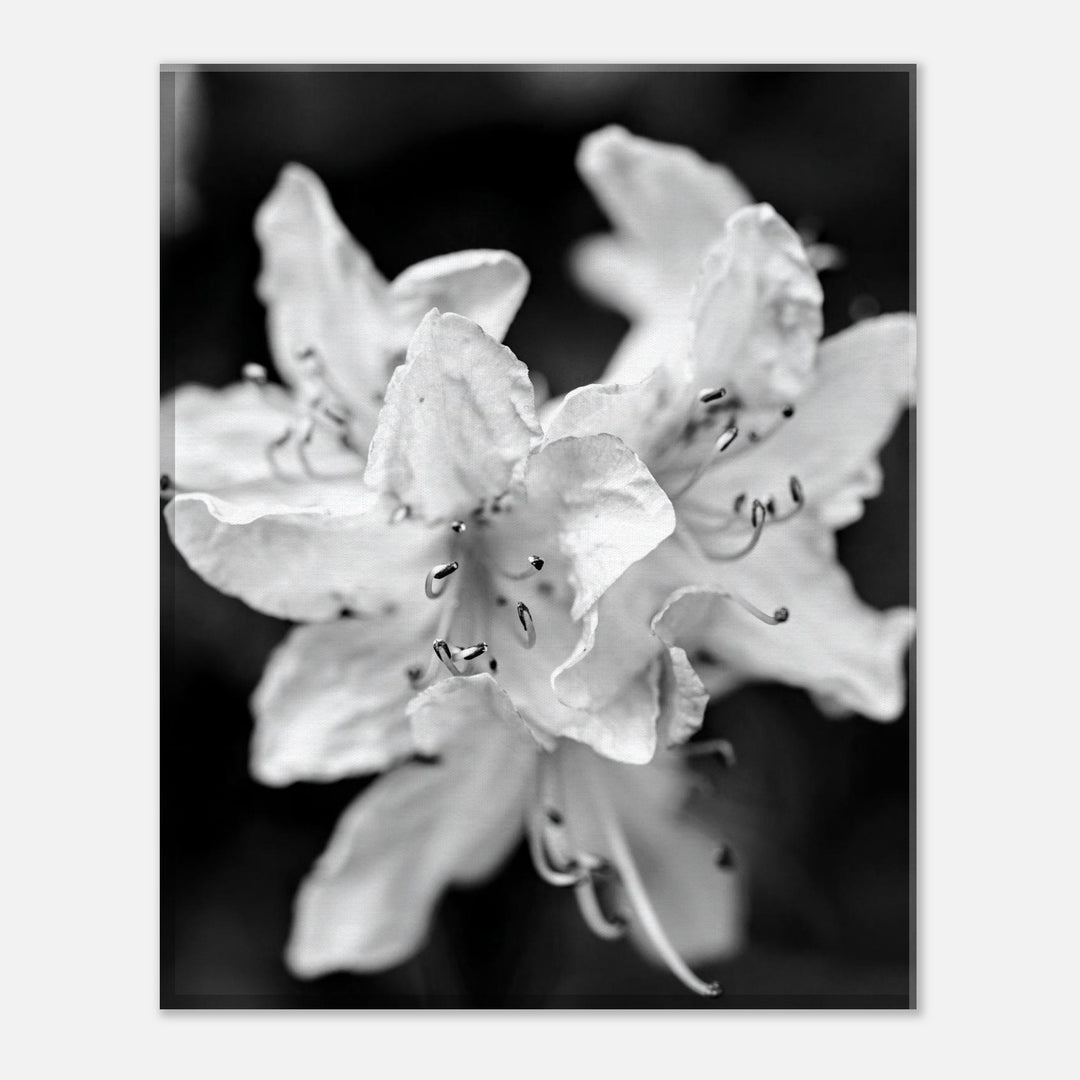 "Azalea Bloom in Noir" Elegant Black and White Floral Photography by Andrew Semple - Photography wall art print