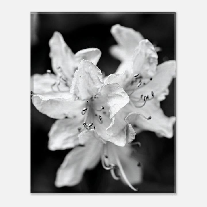 "Azalea Bloom in Noir" Elegant Black and White Floral Photography by Andrew Semple - Photography wall art print