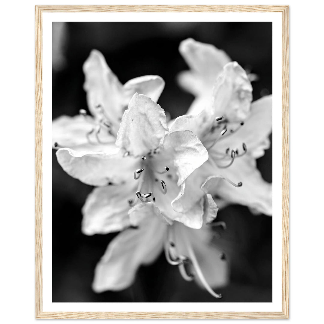 Elegant Black and White Floral Photography Print by Andrew Semple - Photography botanical/nature print for home decor