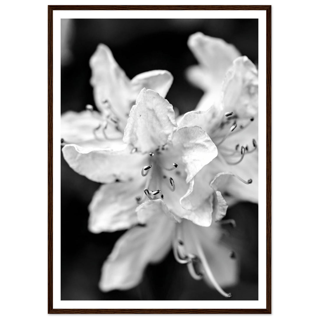 Elegant Black and White Floral Photography Print by Andrew Semple - Photography botanical/nature print for home decor