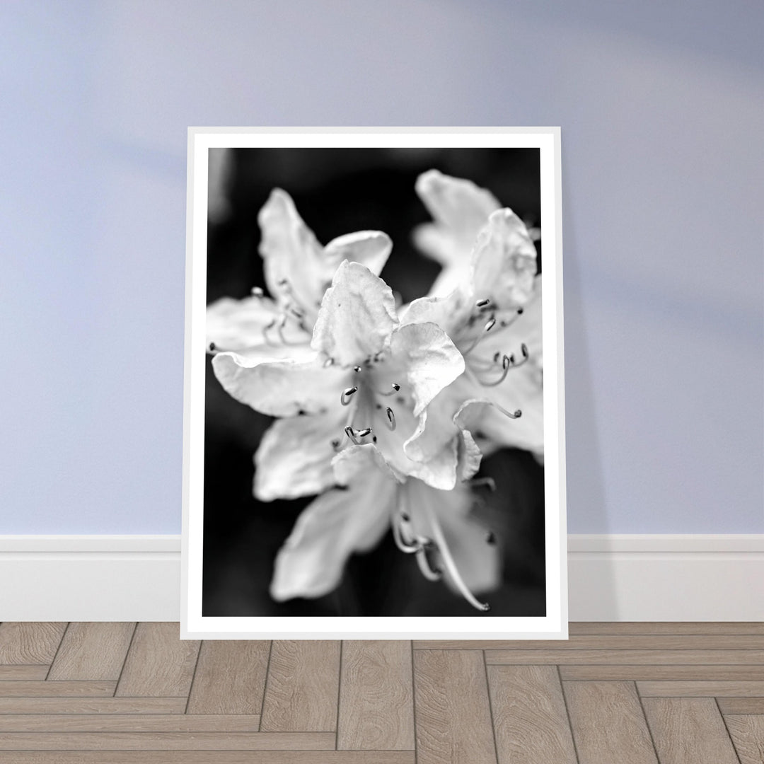 Elegant Black and White Floral Photography Print by Andrew Semple - Photography botanical/nature print for home decor