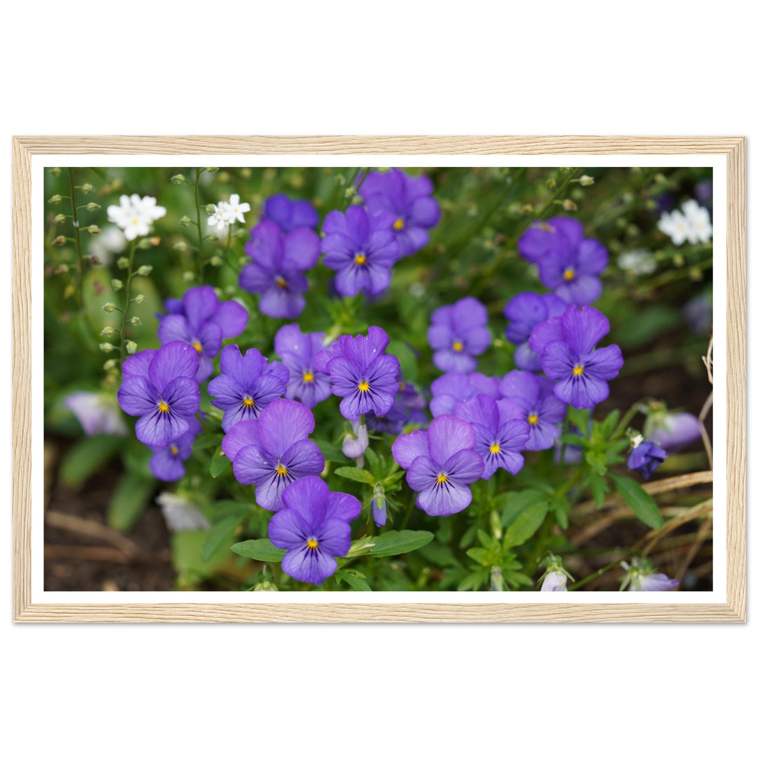Violet Daydreams – Stunning Floral Photography Art Print by Andrew Semple - Photography botanical floral print for home decor
