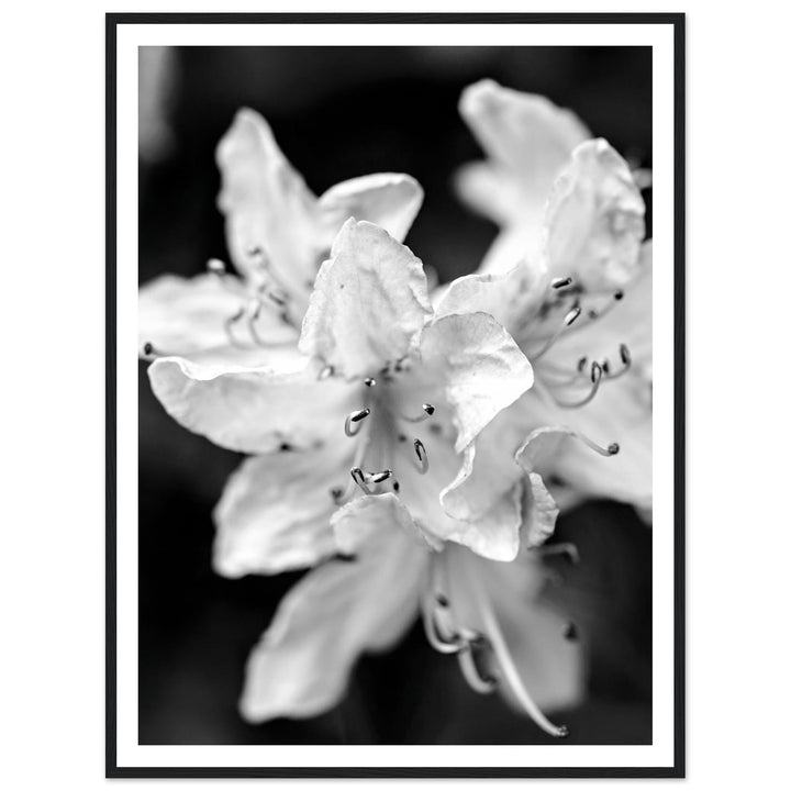 Elegant Black and White Floral Photography Print by Andrew Semple - Photography botanical/nature print for home decor