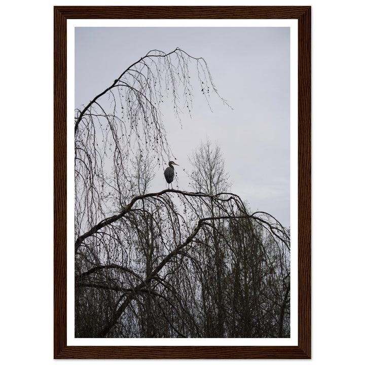 "The Sentinel" Majestic Heron Serene Nature Wall Art by Andrew Semple - Photography wildlife photography print for home decor