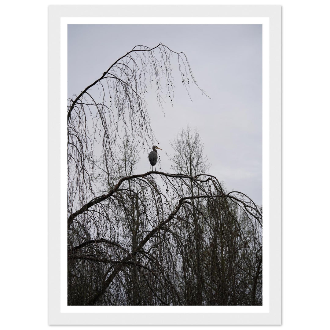 "The Sentinel" Majestic Heron Serene Nature Wall Art by Andrew Semple - Photography wildlife photography print for home decor