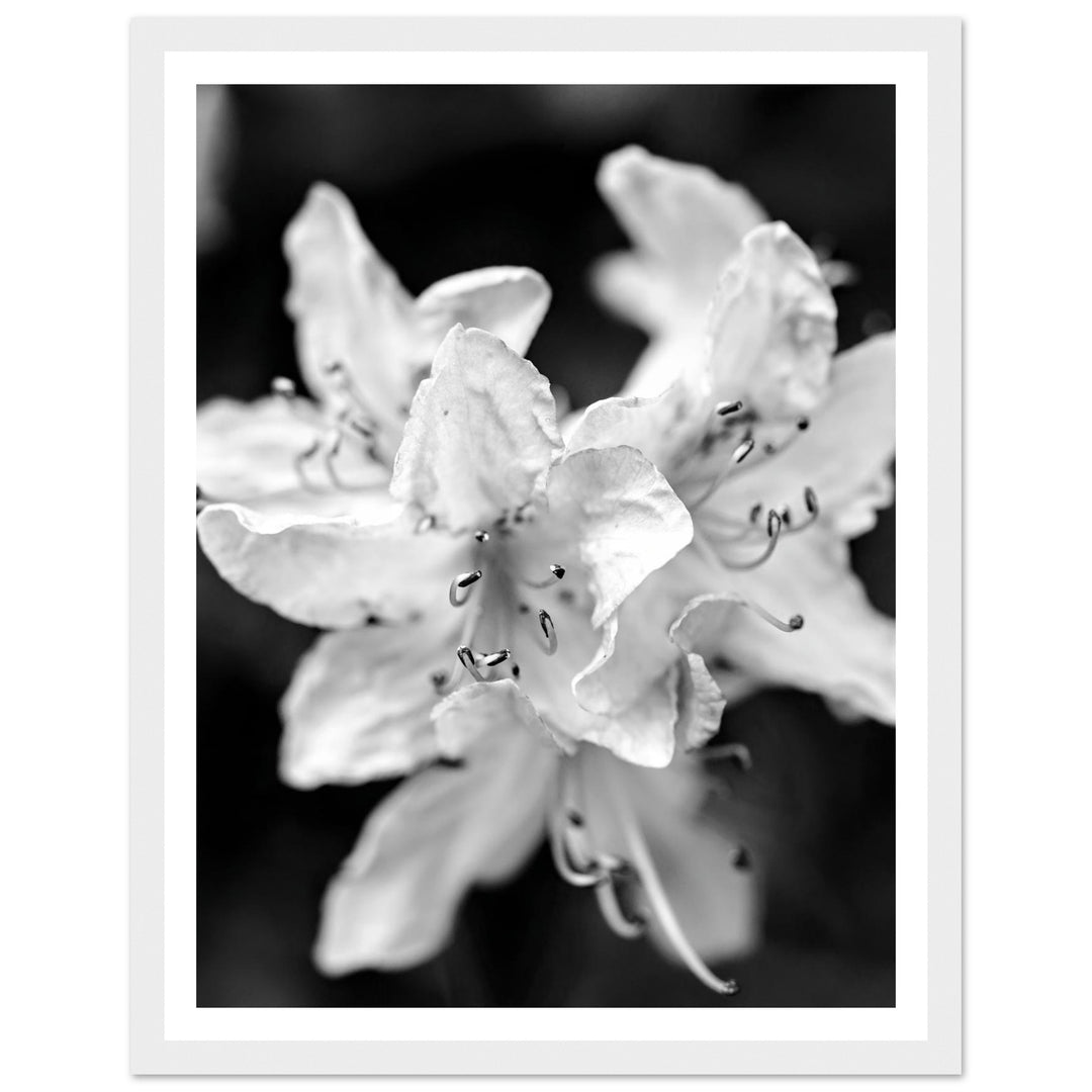 Elegant Black and White Floral Photography Print by Andrew Semple - Photography botanical/nature print for home decor