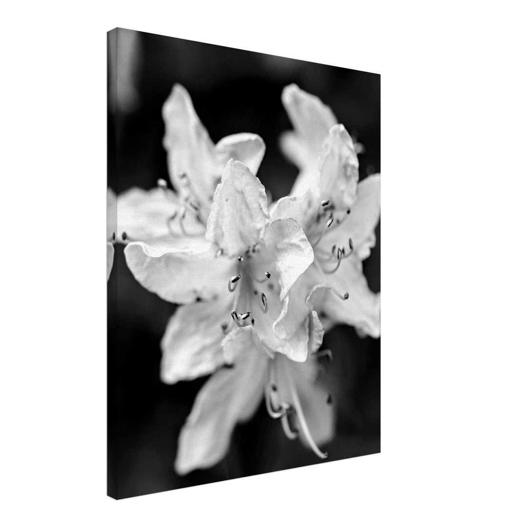 "Azalea Bloom in Noir" Elegant Black and White Floral Photography by Andrew Semple - Photography wall art print