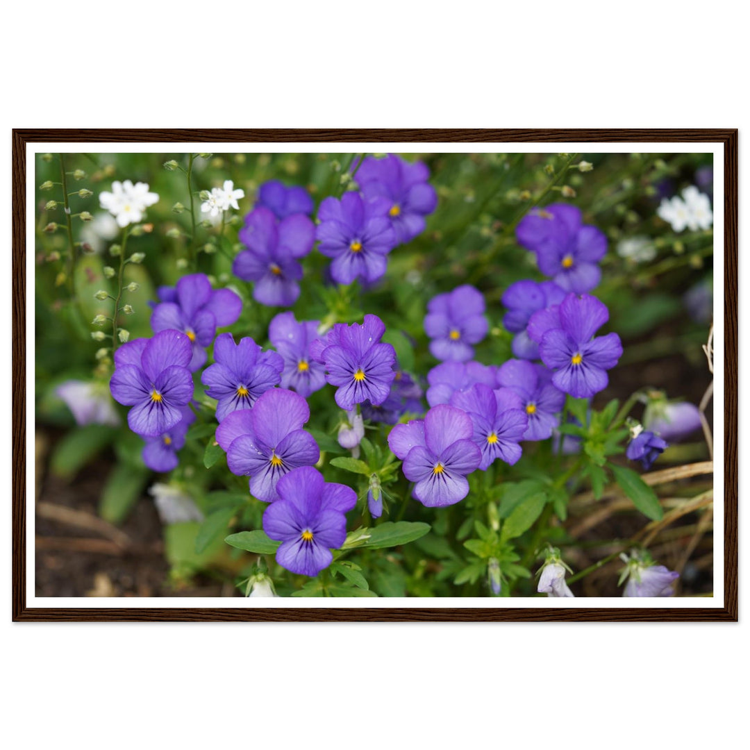 Violet Daydreams – Stunning Floral Photography Art Print by Andrew Semple - Photography botanical floral print for home decor