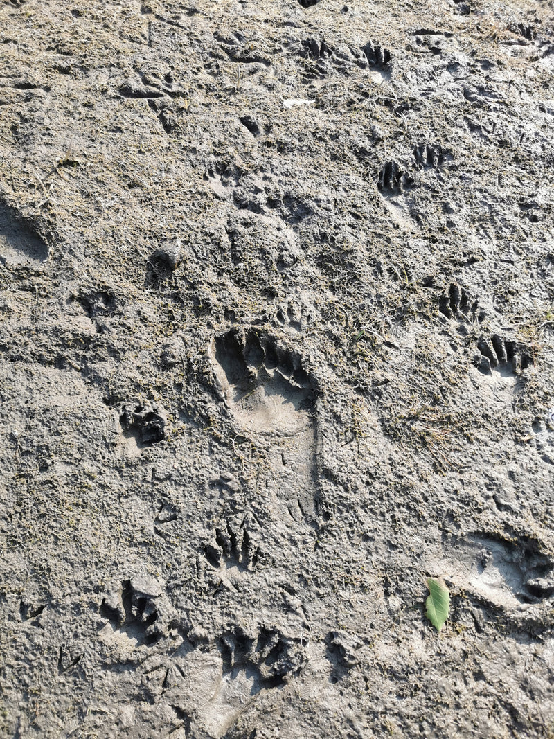 Clay soil with footprints and various paw prints representing man and nature