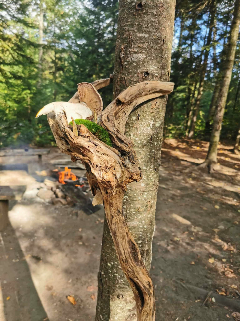 Driftwood decorated with natural objects - moss, quartz, mushroom, beaver skull