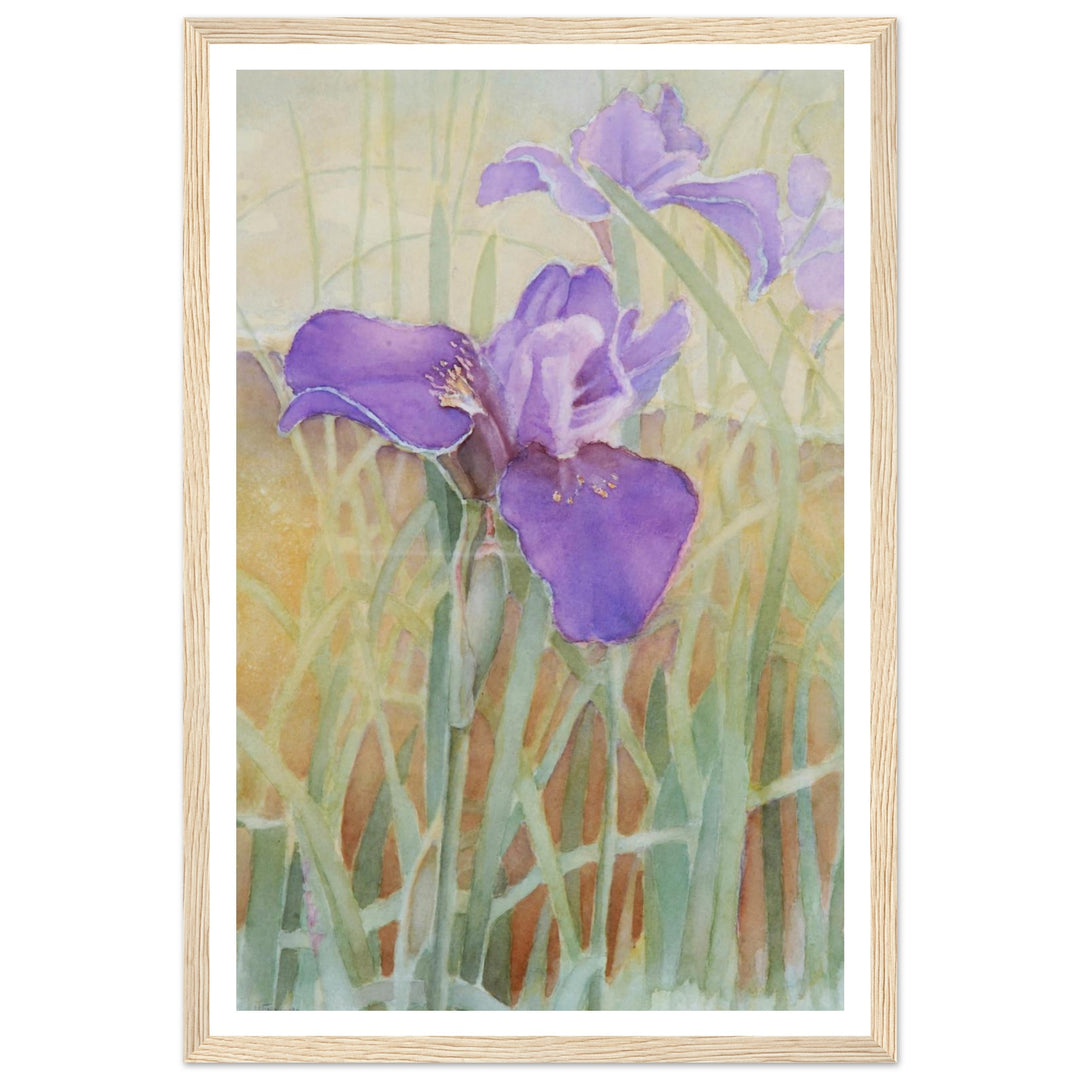 Vibrant Iris Blossoms: A Watercolor Celebration of Nature's Beauty by Veronique Semple - Watercolor wall art print