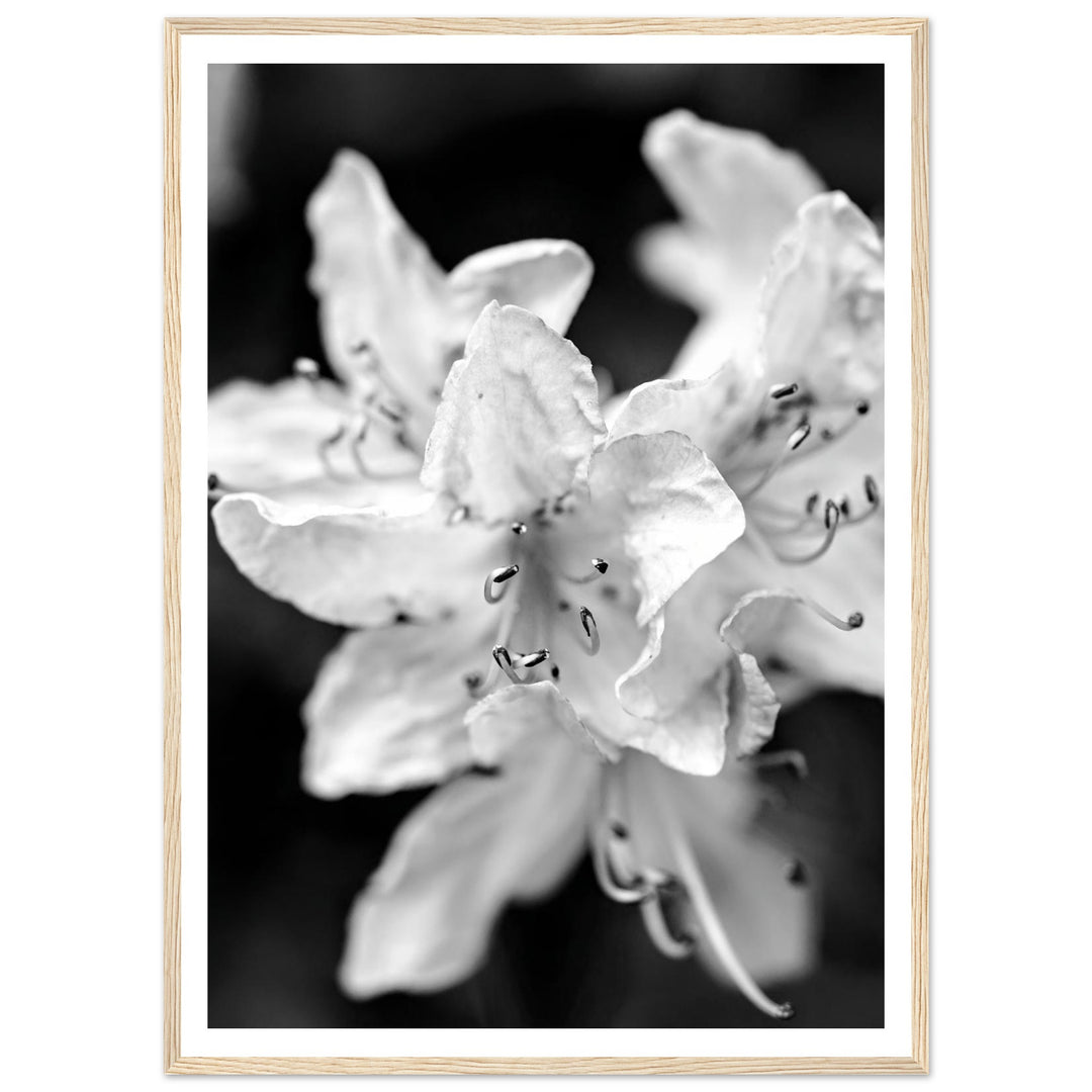 Elegant Black and White Floral Photography Print by Andrew Semple - Photography botanical/nature print for home decor
