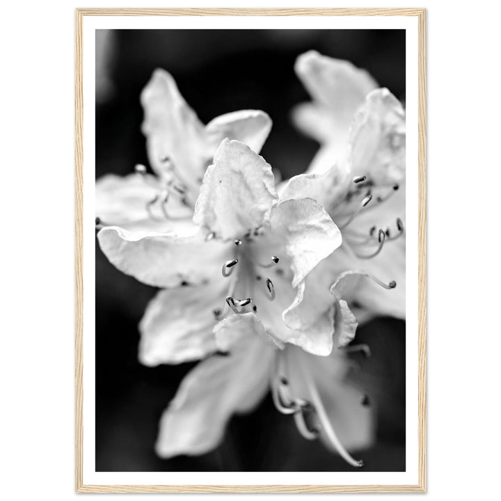 Elegant Black and White Floral Photography Print by Andrew Semple - Photography botanical/nature print for home decor