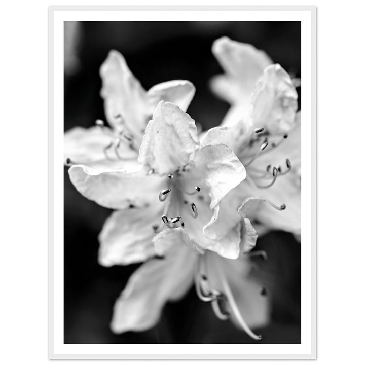 Elegant Black and White Floral Photography Print by Andrew Semple - Photography botanical/nature print for home decor