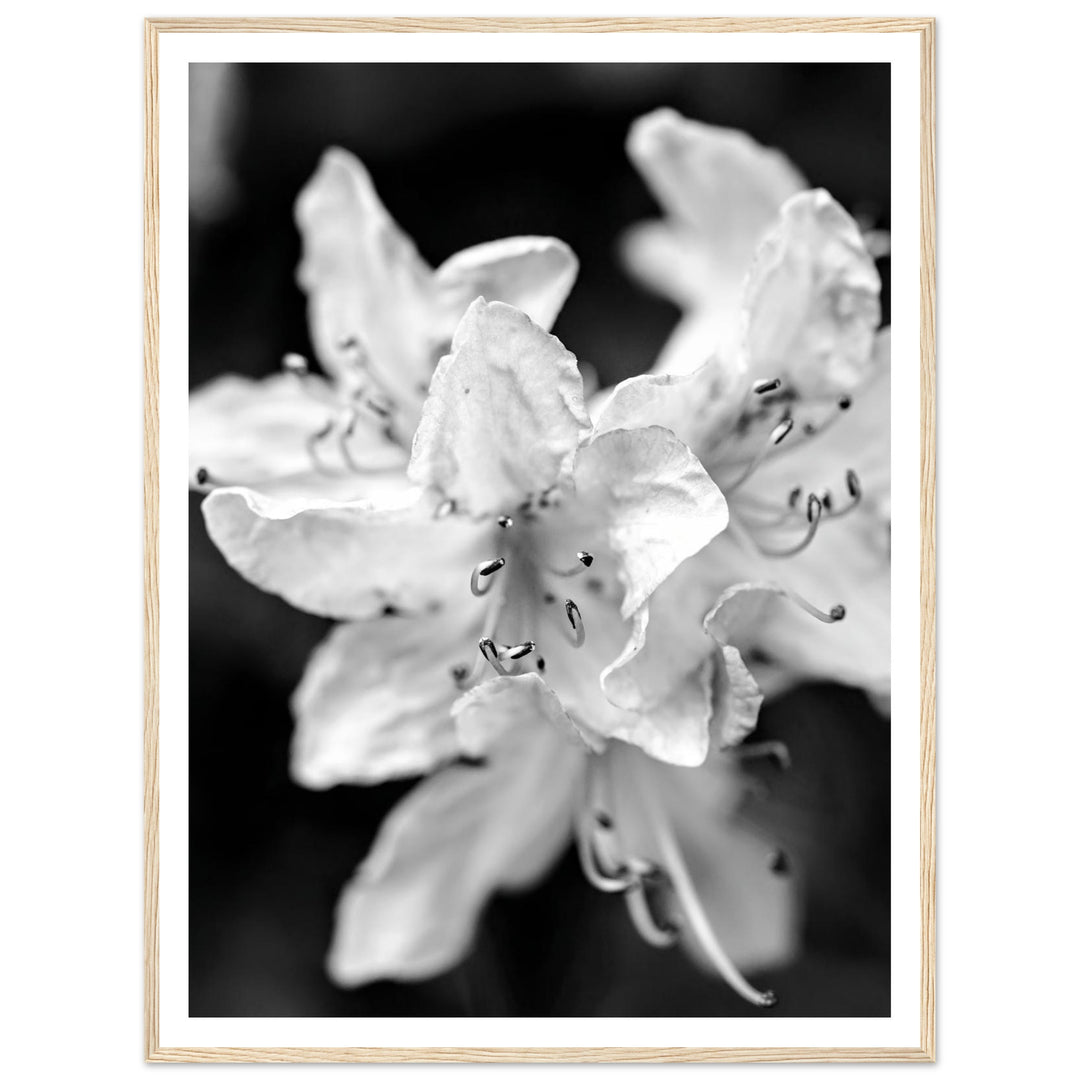 Elegant Black and White Floral Photography Print by Andrew Semple - Photography botanical/nature print for home decor