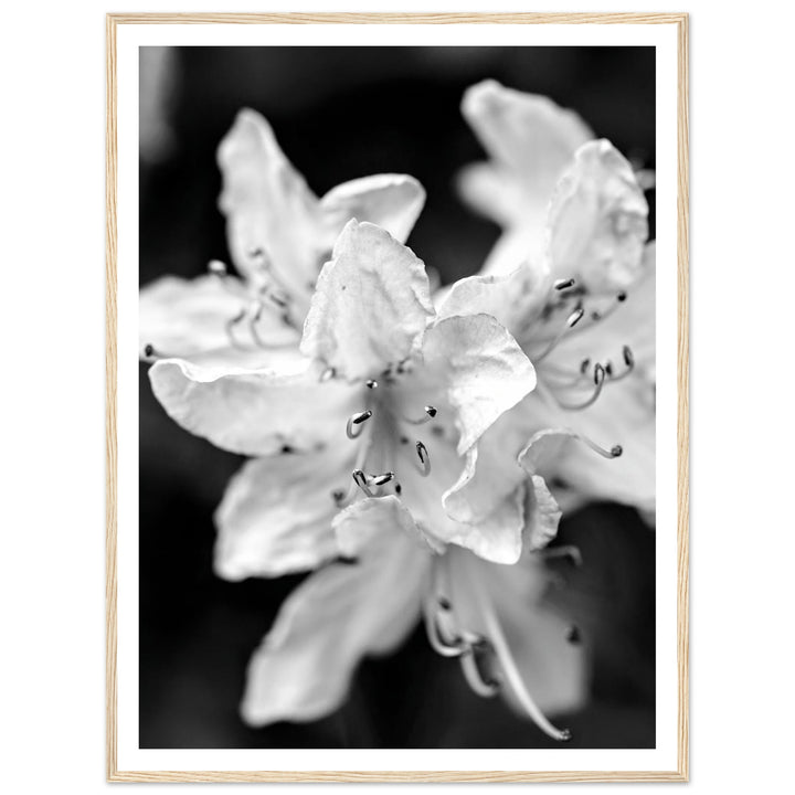 Elegant Black and White Floral Photography Print by Andrew Semple - Photography botanical/nature print for home decor
